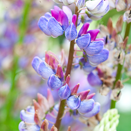 Lupinus Gallery Blue 